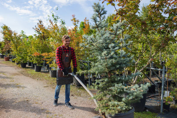 Mulching Services in Carefree, AZ